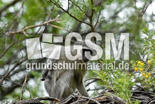 Grüne Meerkatzen (24 von 67).jpg